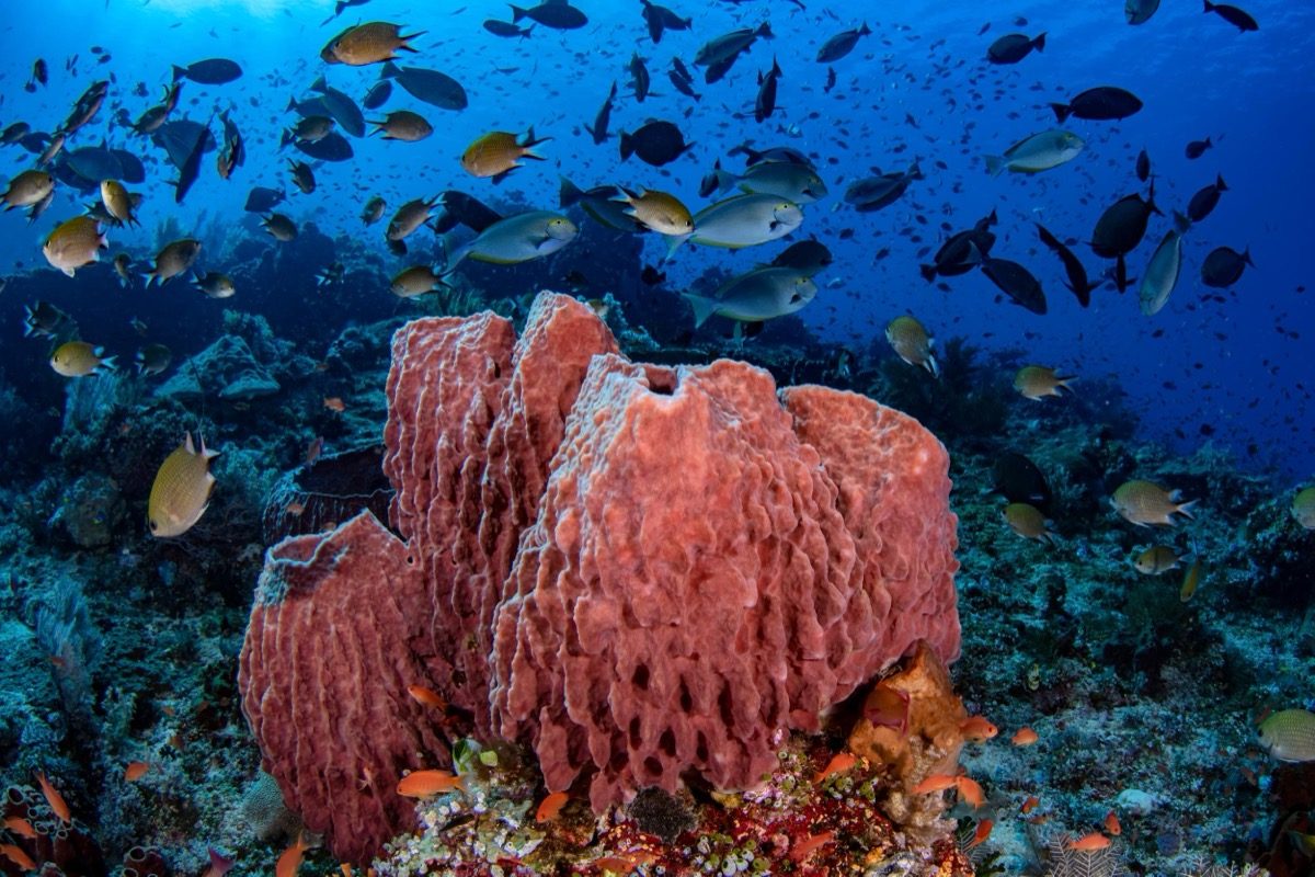Esponja de barril roja con una nube de peces sobre el arrecife