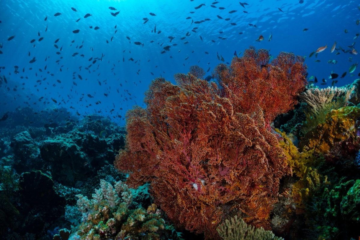 Arrecife con una gran gorgonia roja y peces en el azul