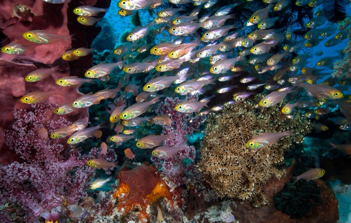 Corales blandos rosas y lilas con un banco de peces pequeños