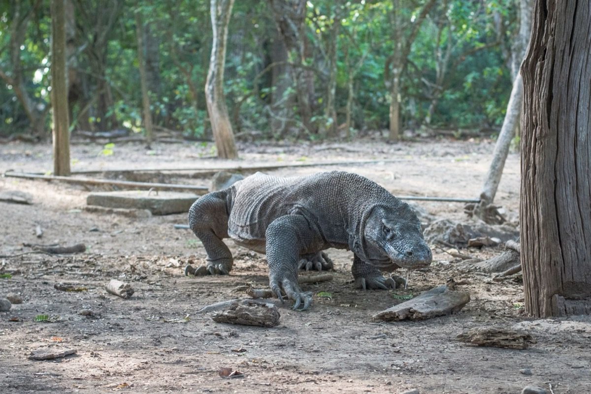 Dragón de Komodo caminando por el suelo de un bosque seco