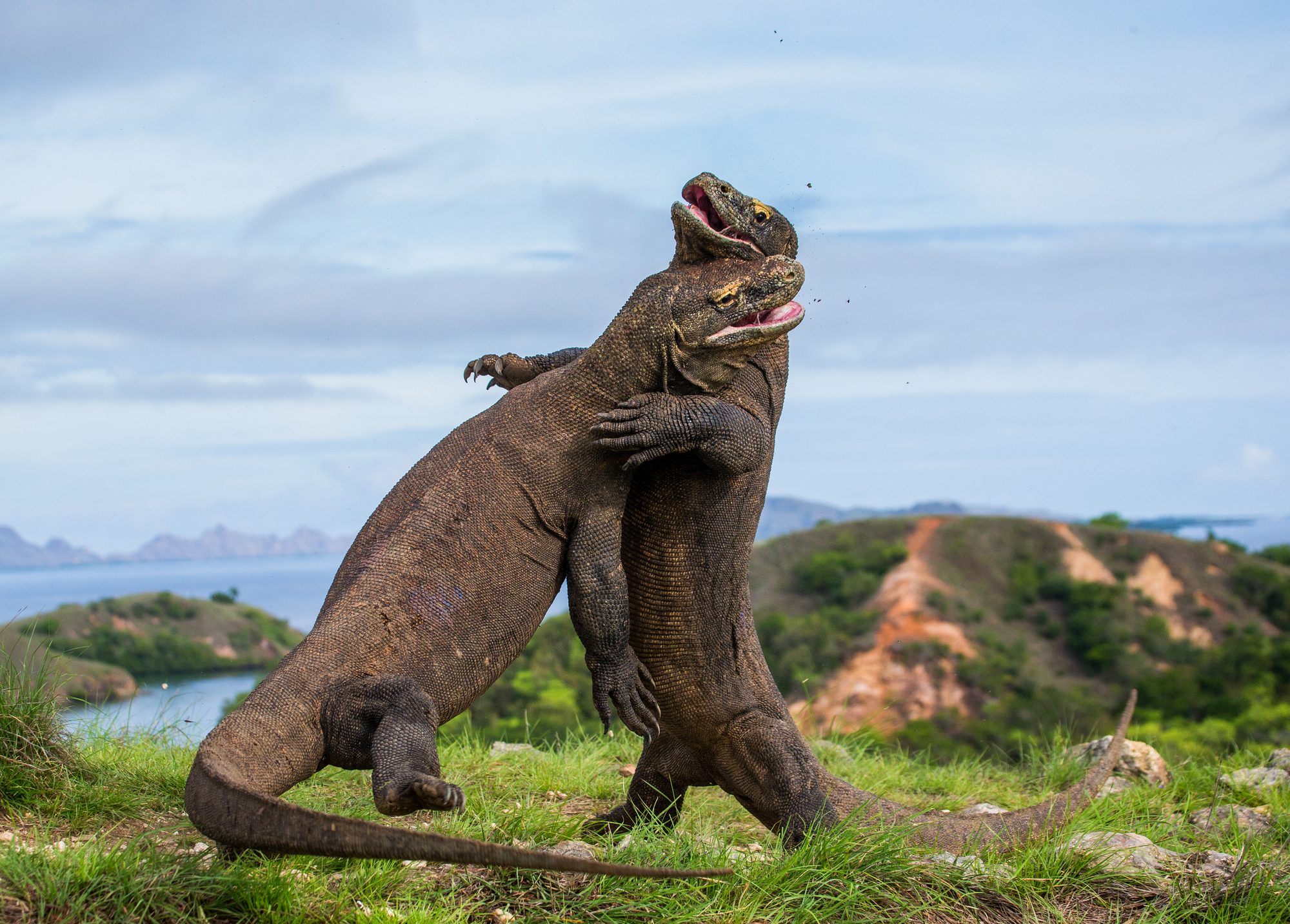 Dragones de Komodo en el Parque Nacional de Komodo