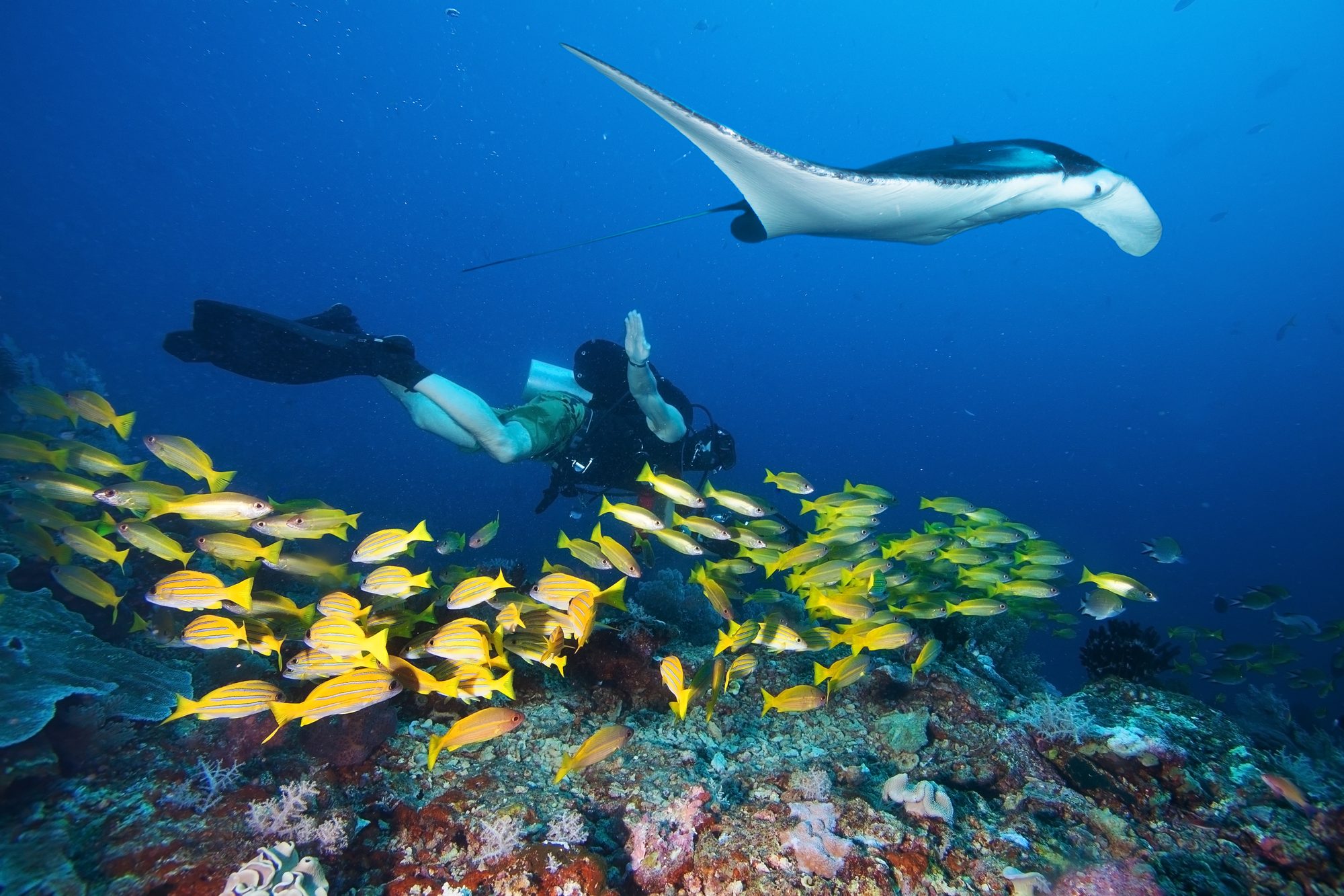 Manta nadando sobre un buceador y un banco de peces amarillos en un arrecife