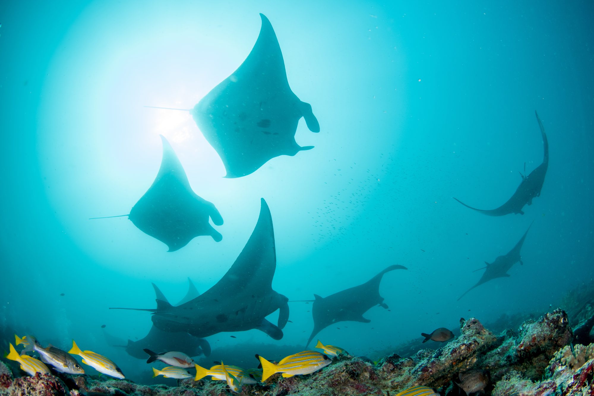 Varias mantas nadando a contraluz sobre un arrecife con peces amarillos