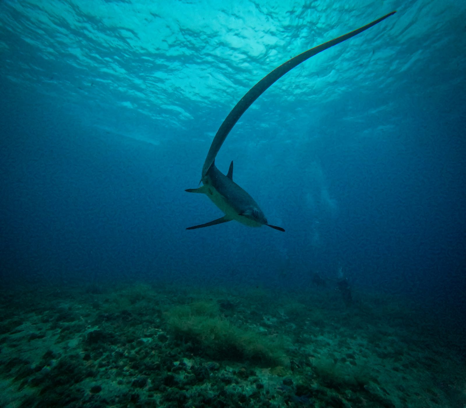 Tiburón zorro en Malapascua, Filipinas