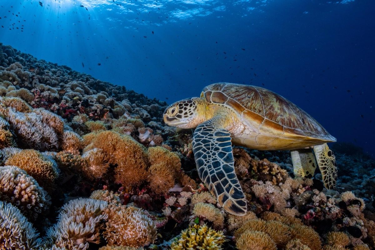 Tortuga verde posada sobre un arrecife de coral duro