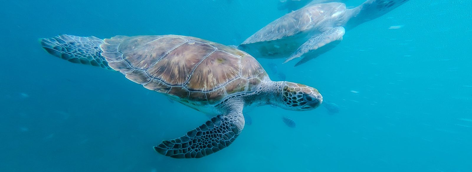 Tortuga marina en Cabo Verde