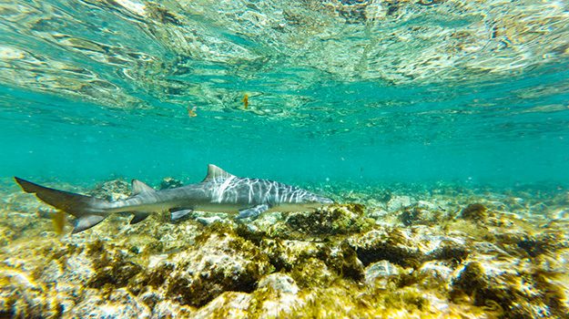 Tiburones en la Baía dos Tubarões, Isla de Sal