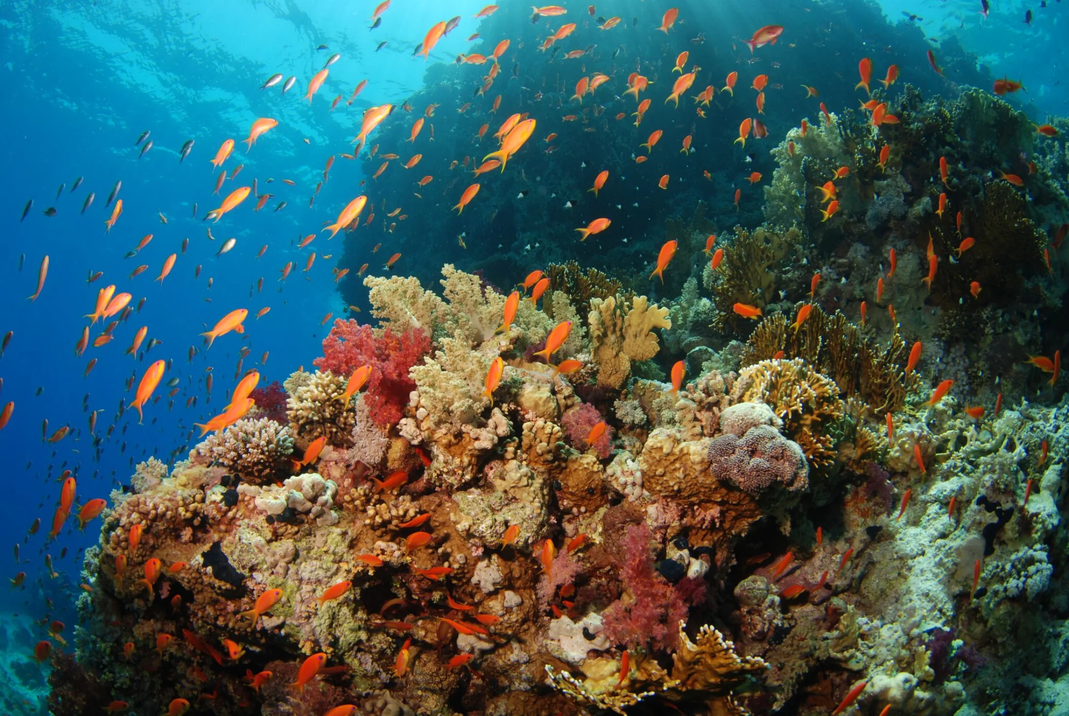 Arrecife de coral y peces en el Mar Rojo