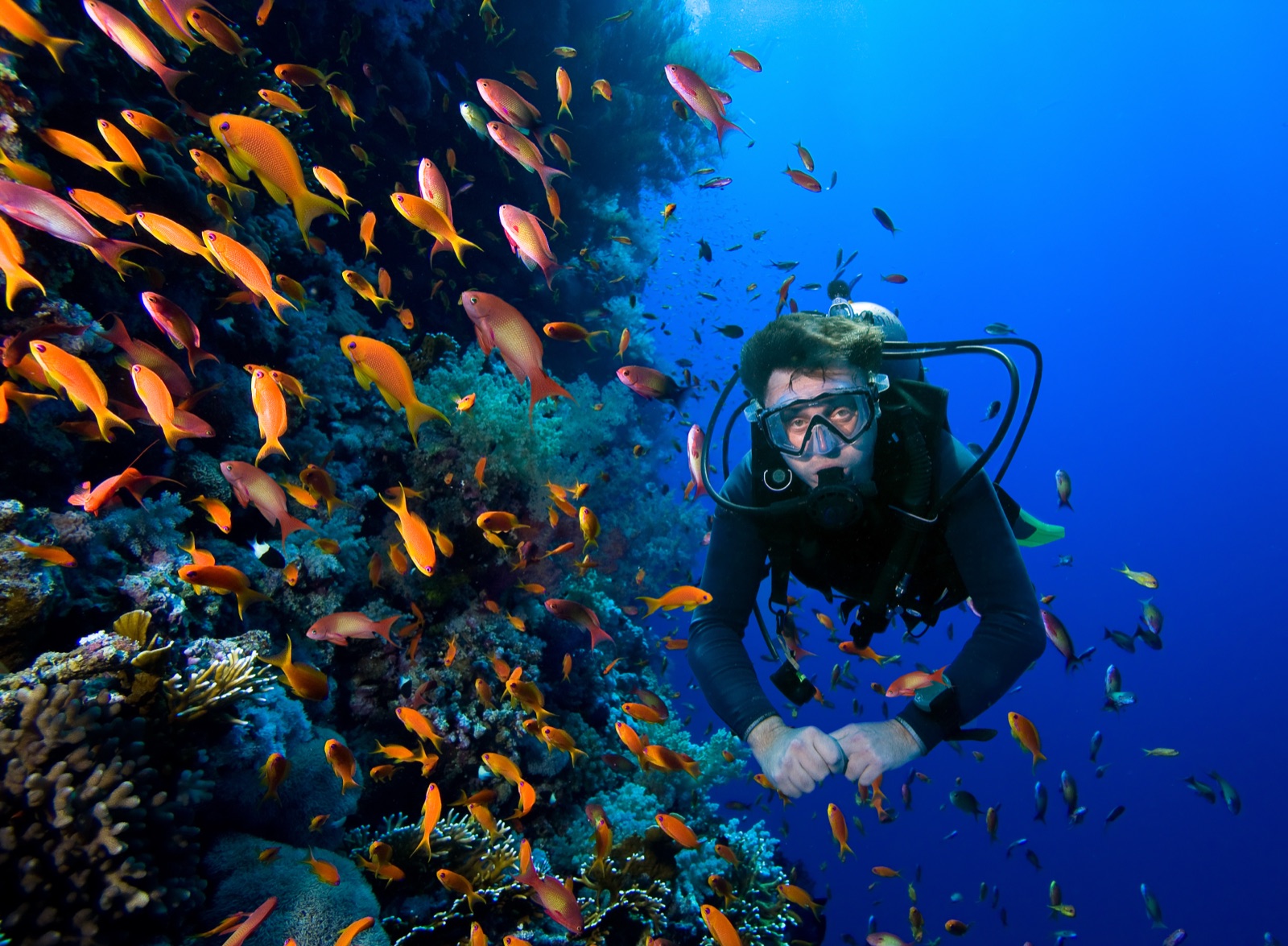 Buceador junto a una pared de coral rodeada de peces naranjas