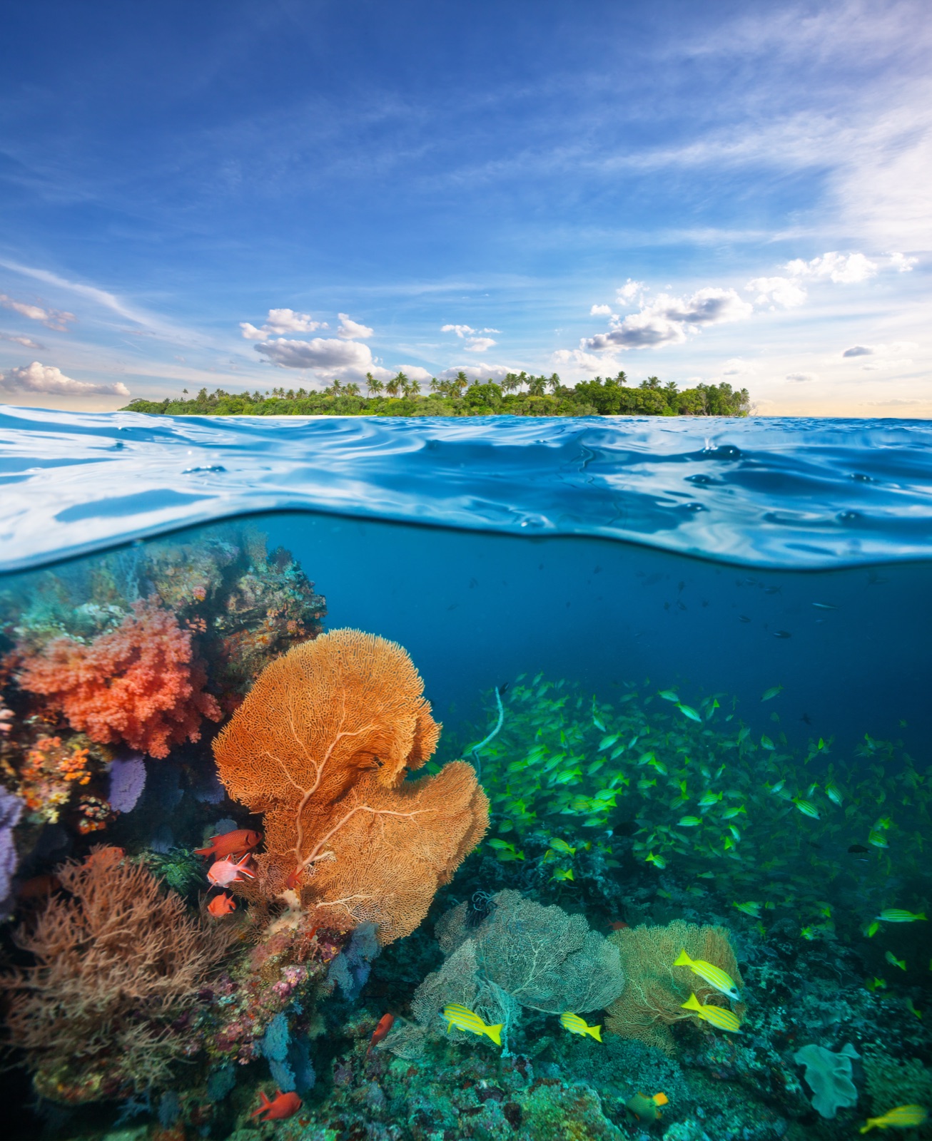 Arrecife de coral bajo el agua y un islote con palmeras en Rangiroa